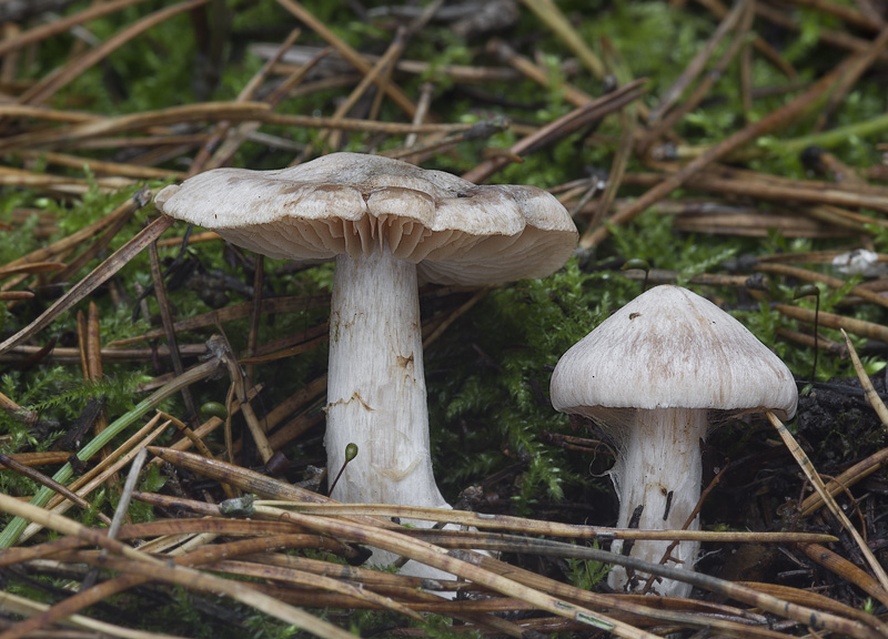 Cortinarius diosmus